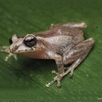 <i>Pseudophilautus hypomelas</i> Gunther, 1876